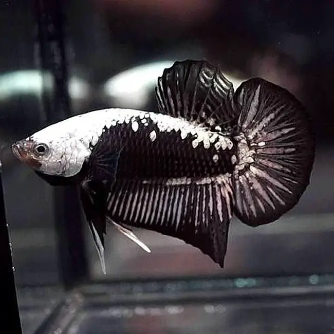https://aquariumia.com/samurai-betta-fish/