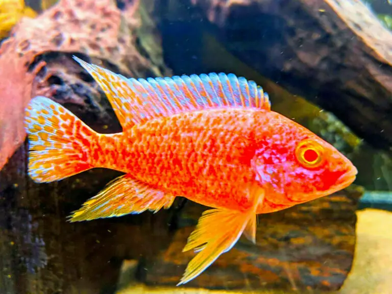 Strawberry Peacock Cichlid