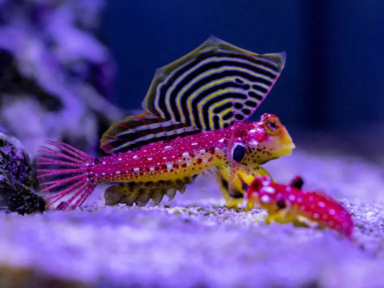 Purple Blenny Fish