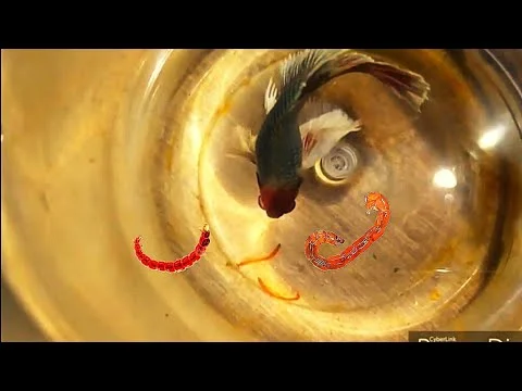 https://aquariumia.com/midge-fly-larvae-in-aquarium/