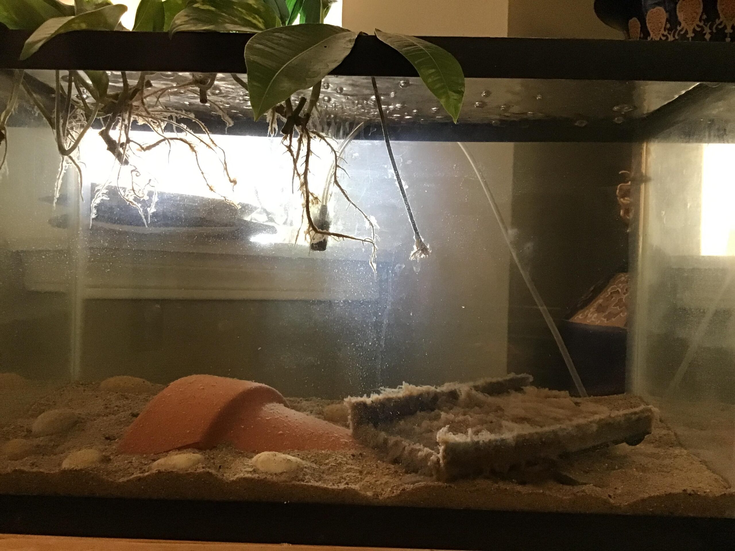 https://aquariumia.com/how-to-know-if-tank-is-cycled-without-test/