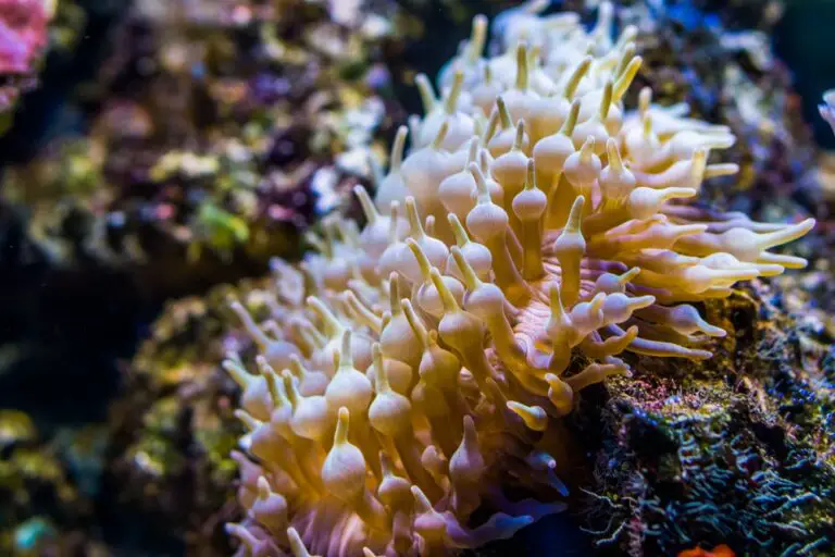 Best Anemone for Beginners