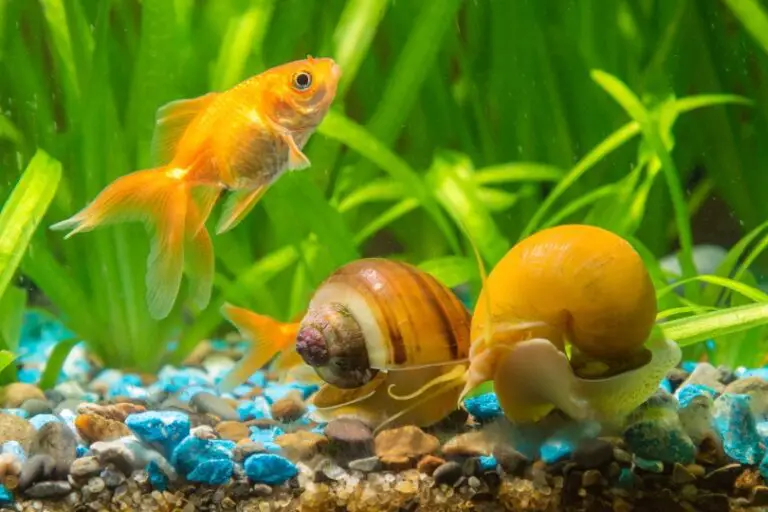 Goldfish And Mystery Snails