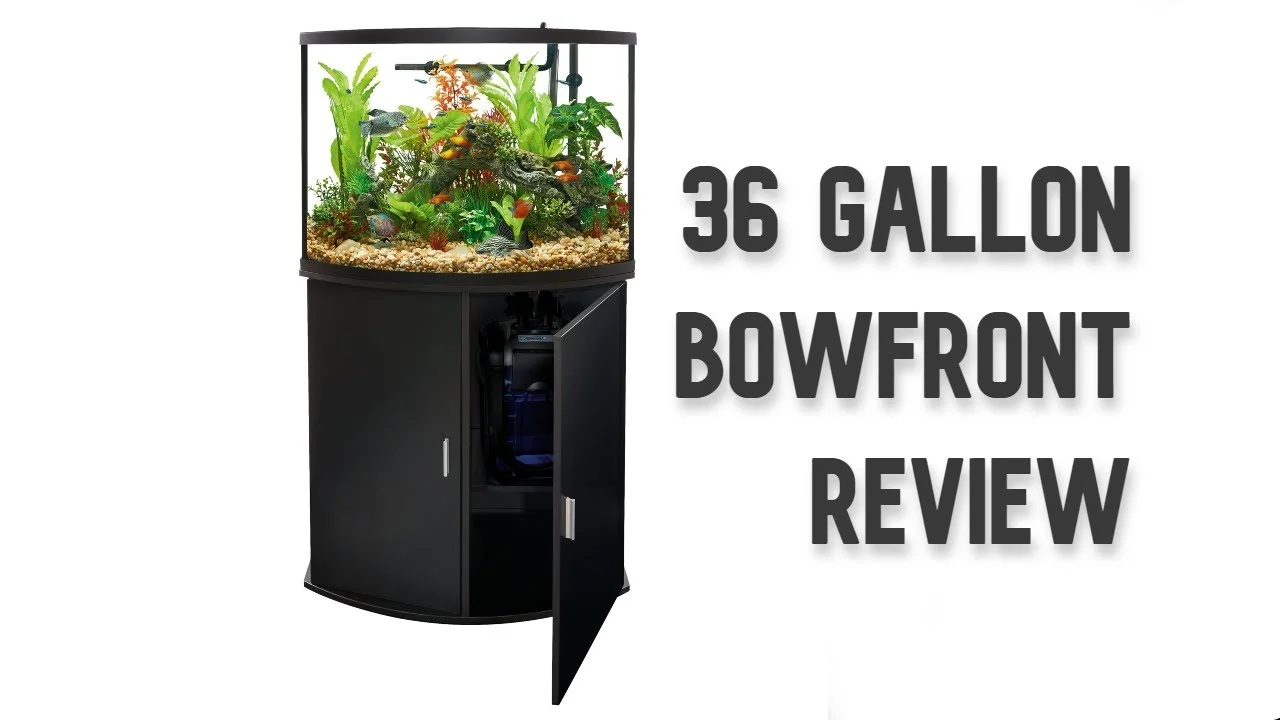 https://aquariumia.com/36-gallon-bow-front-aquarium/