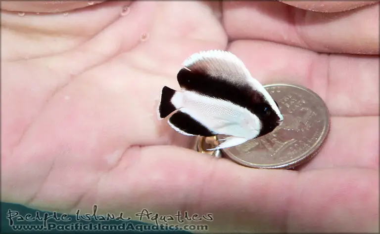 Tiny Angelfish