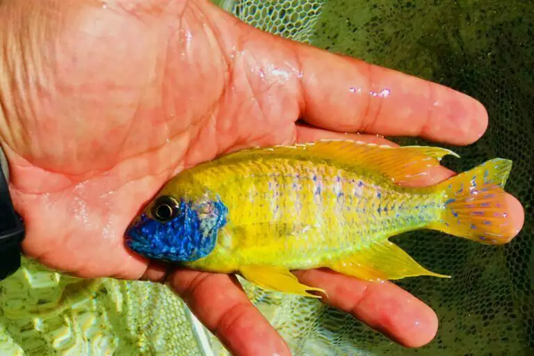 The Golden Gem of the Cichlid Family: Introducing the Sunshine Peacock Cichlid