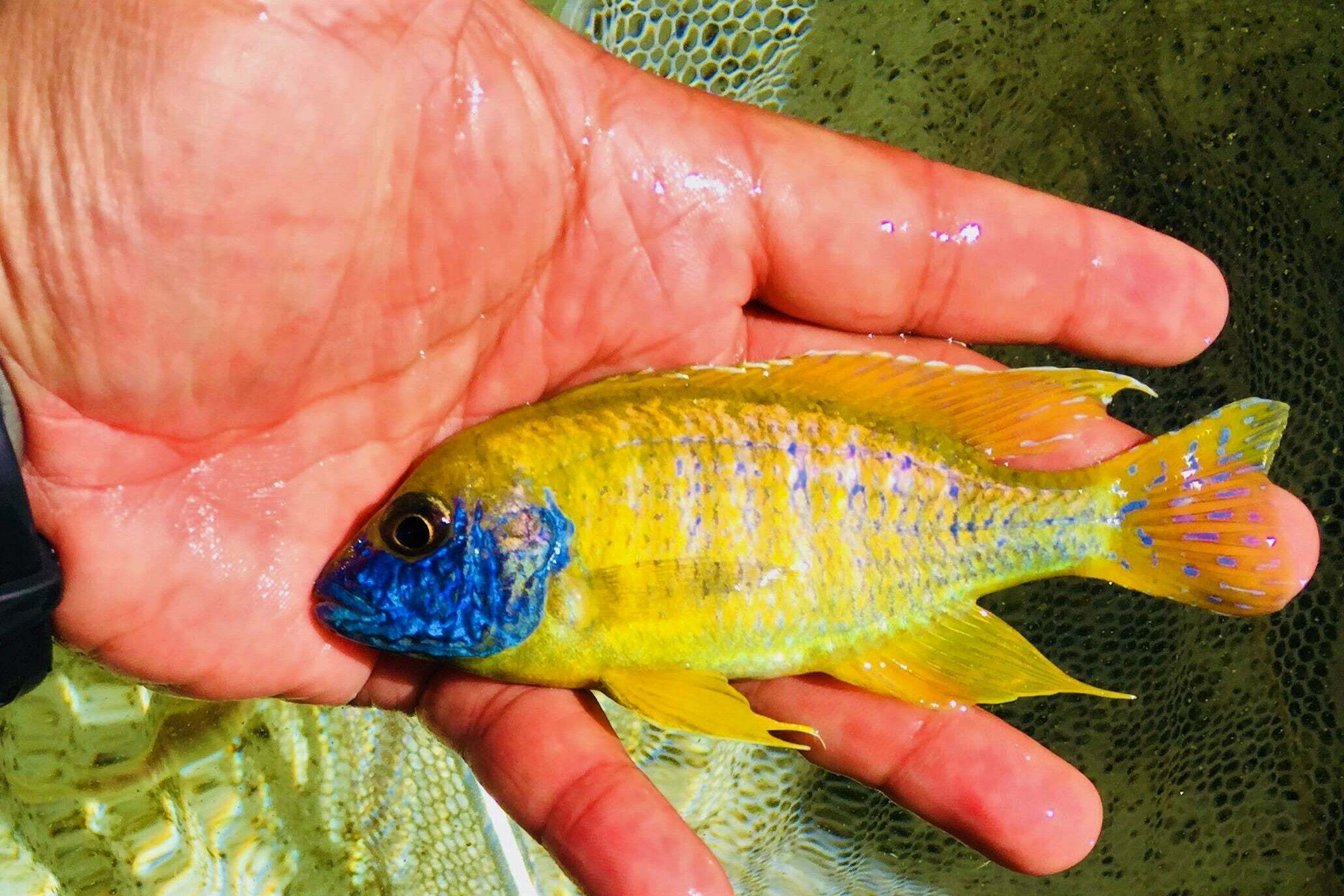 The Golden Gem Of The Cichlid Family Introducing The Sunshine Peacock 