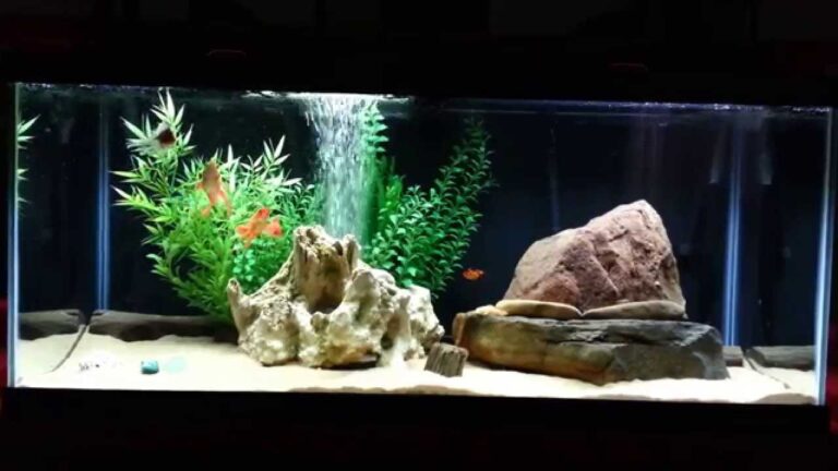 75 Gallon Goldfish Tank