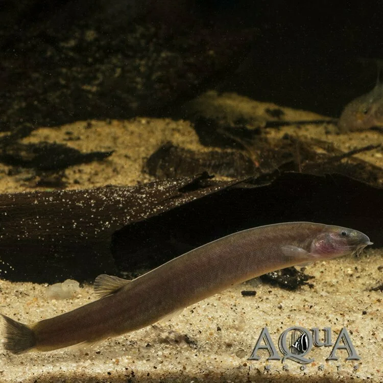 https://aquariumia.com/black-kuhli-loach/