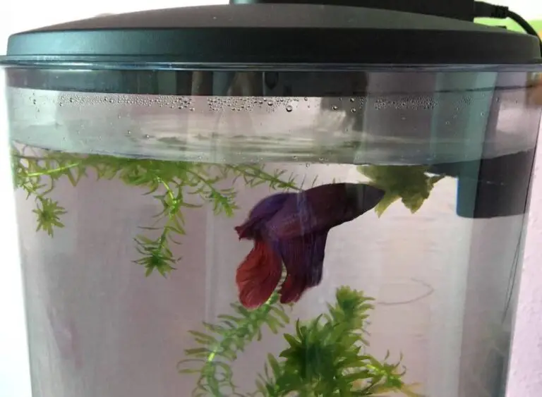 Condensation in Fish Tank