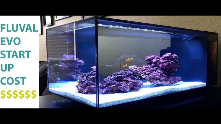 Fluval Evo 13.5 Reef Tank