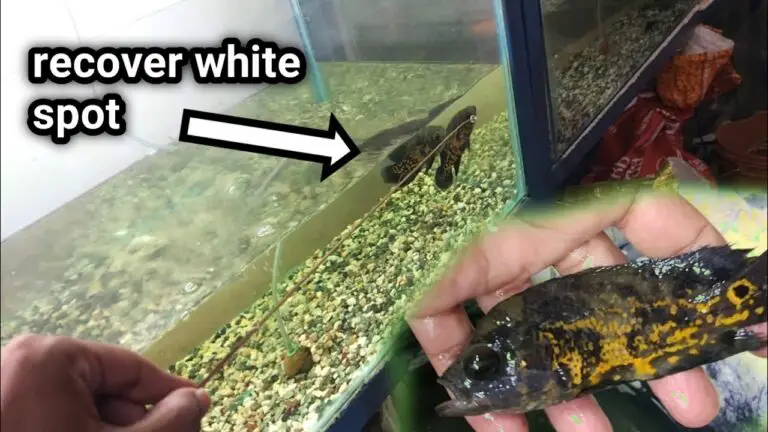 White Spots on Oscar Fish