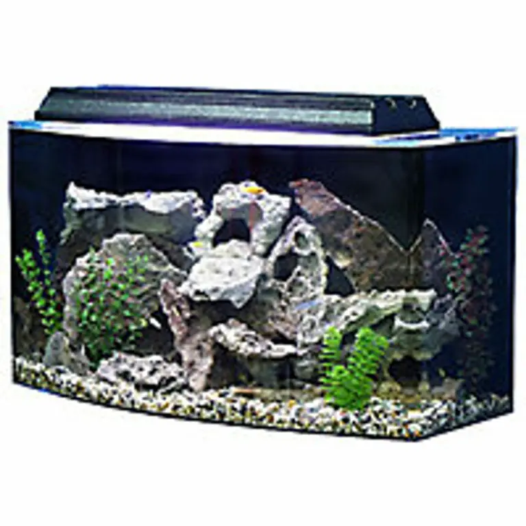 Elevate Your Home Decor: Make a Statement with the Seaclear 36 Gallon Bowfront Aquarium!