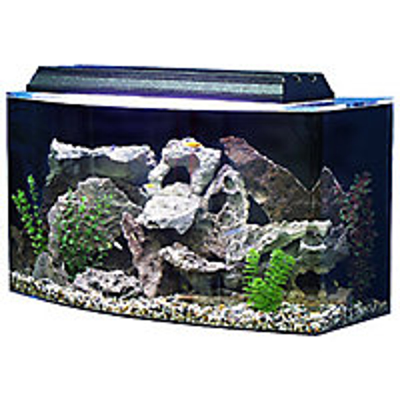 https://aquariumia.com/blog/page/85/
