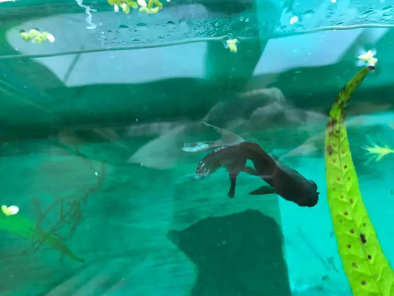 Methylene Blue Vs Malachite Green