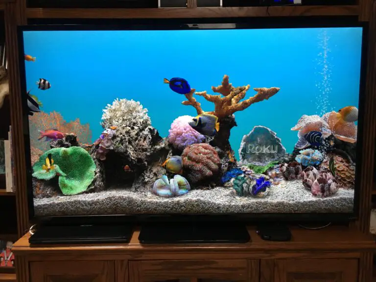 9 Things Every Roku Fish Tank Fish Types Lover Should Know!