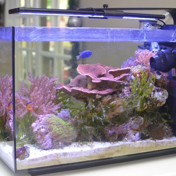 https://aquariumia.com/carson-tropical-fish/