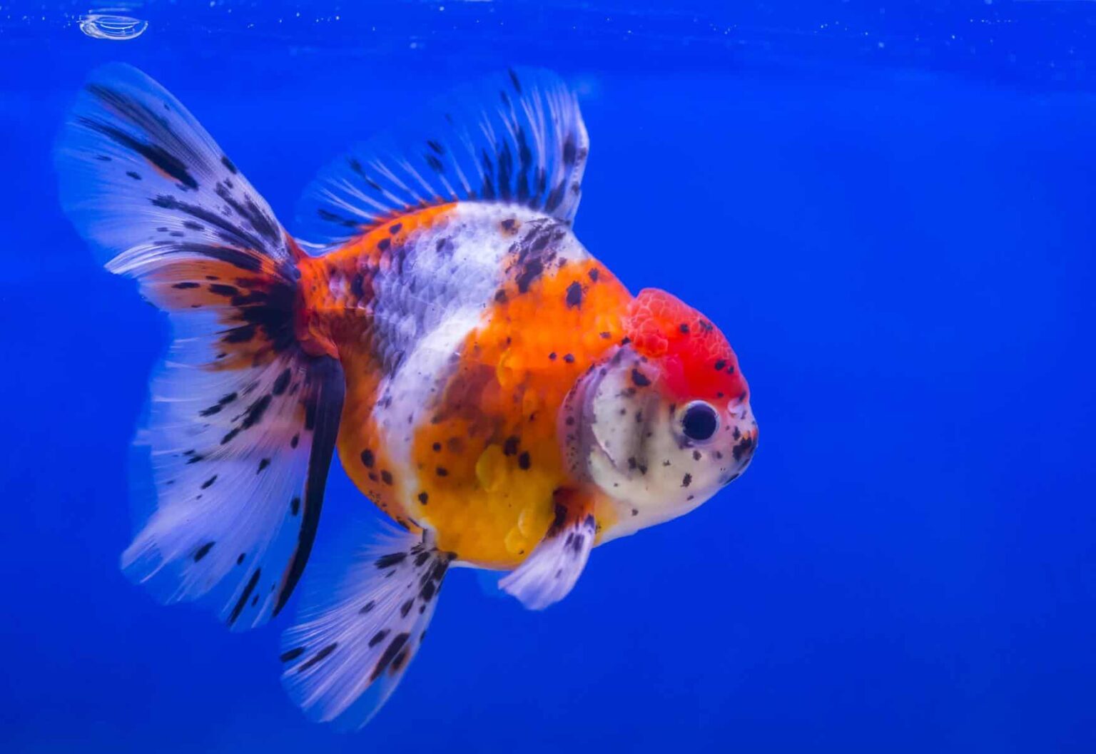Image result for goldfish tank built into shelves - Goldfish Tank Built Into Shelves