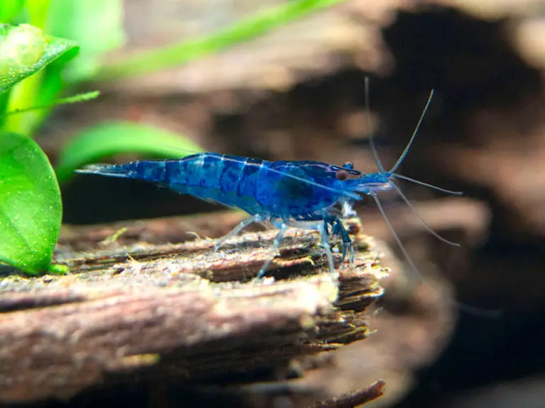 Blue Dream Shrimp: A List of 13 Things That’ll Put You In a Good Mood