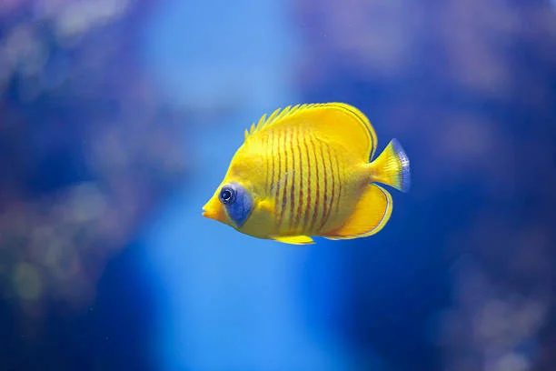 https://aquariumia.com/yellow-tropical-fish/