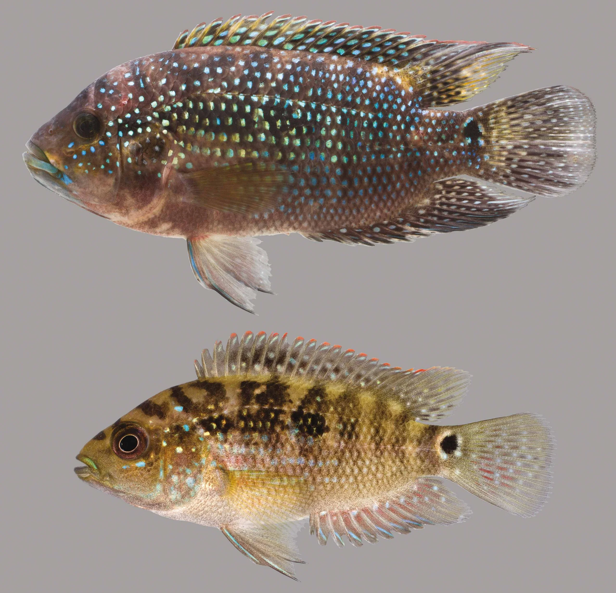 https://aquariumia.com/juvenile-male-jack-dempsey-cichlid/