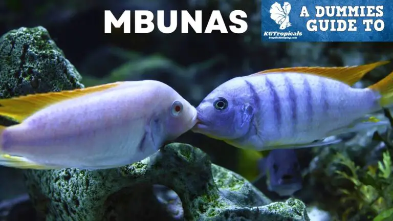 Mbuna Cichlid