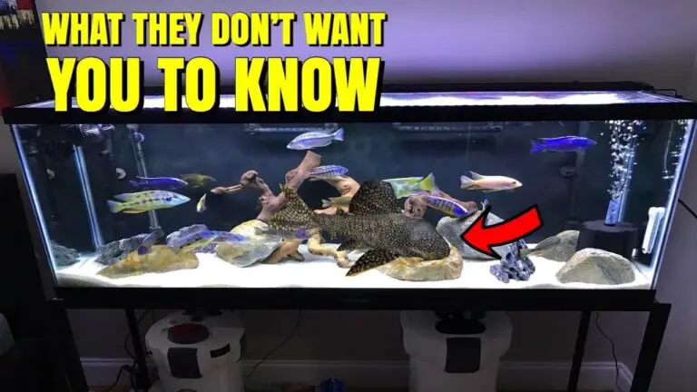 Bristlenose Pleco with Cichlids: The Dynamic Duo of Freshwater Fishkeeping