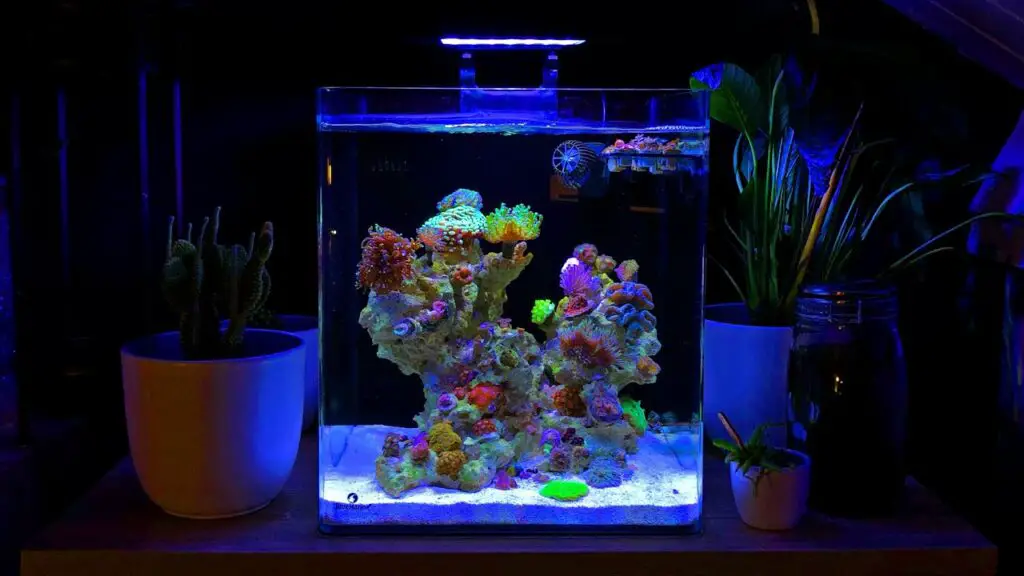 15-gallon-saltwater-tank-aquariumia