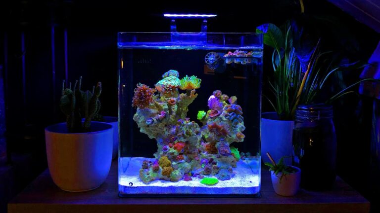 15 Gallon Saltwater Tank