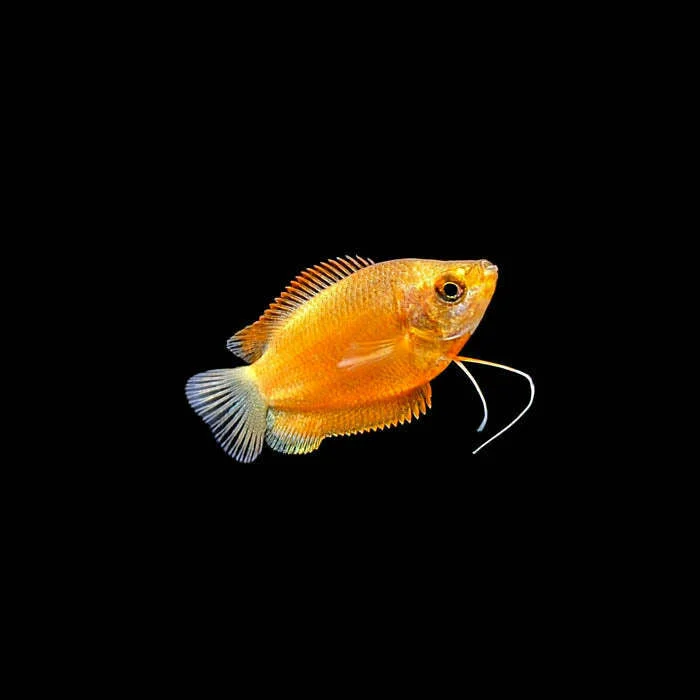 https://aquariumia.com/red-honey-gourami/