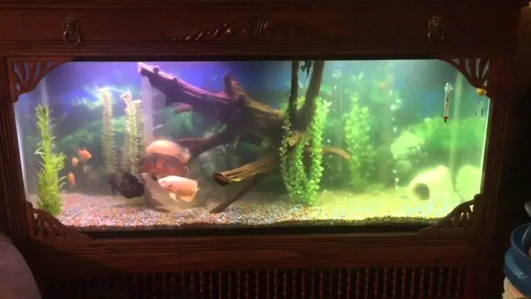 Can Oscar Fish Live With Goldfish