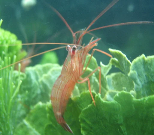 https://aquariumia.com/do-peppermint-shrimp-eat-algae/