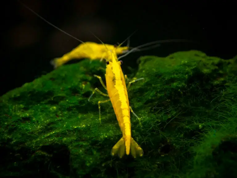 Yellow Shrimp