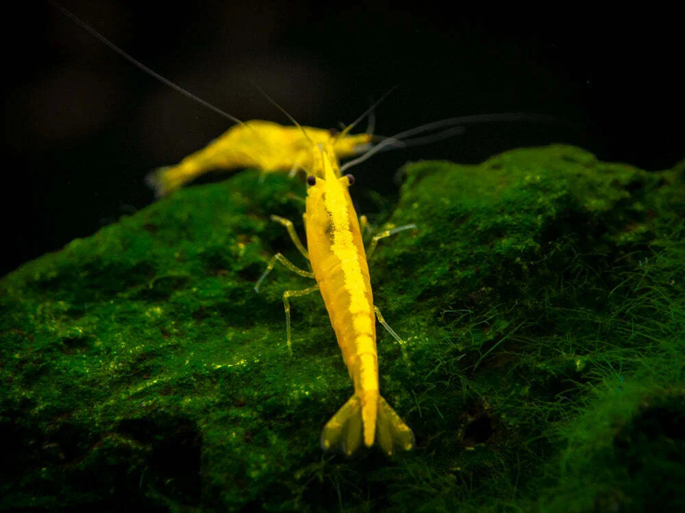 https://aquariumia.com/yellow-shrimp/