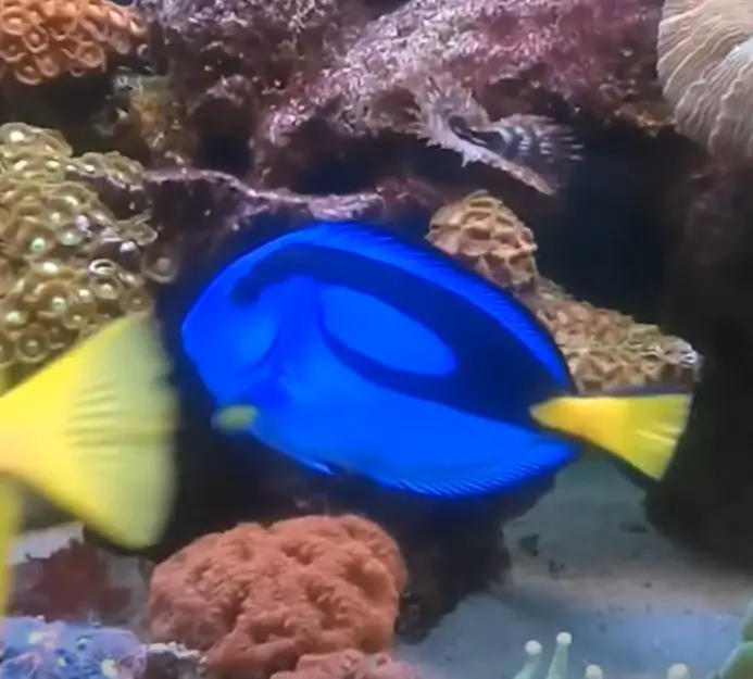 Purple Tang