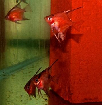 https://aquariumia.com/solid-red-select-angelfish/