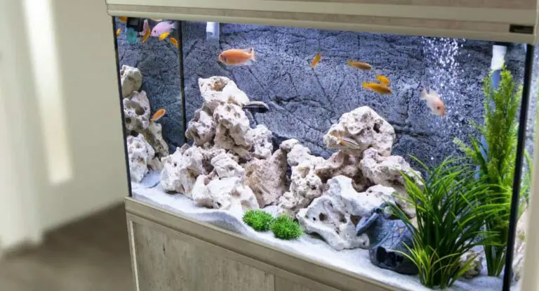 Perfecting Your Apartment Fish Tank: Size, Species, Filtration, and Maintenance