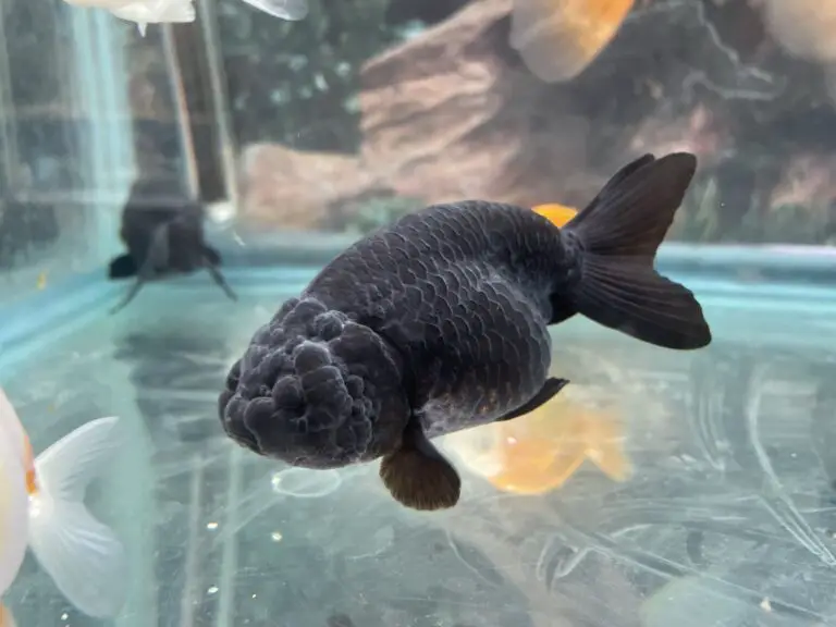 Black Lionhead Goldfish