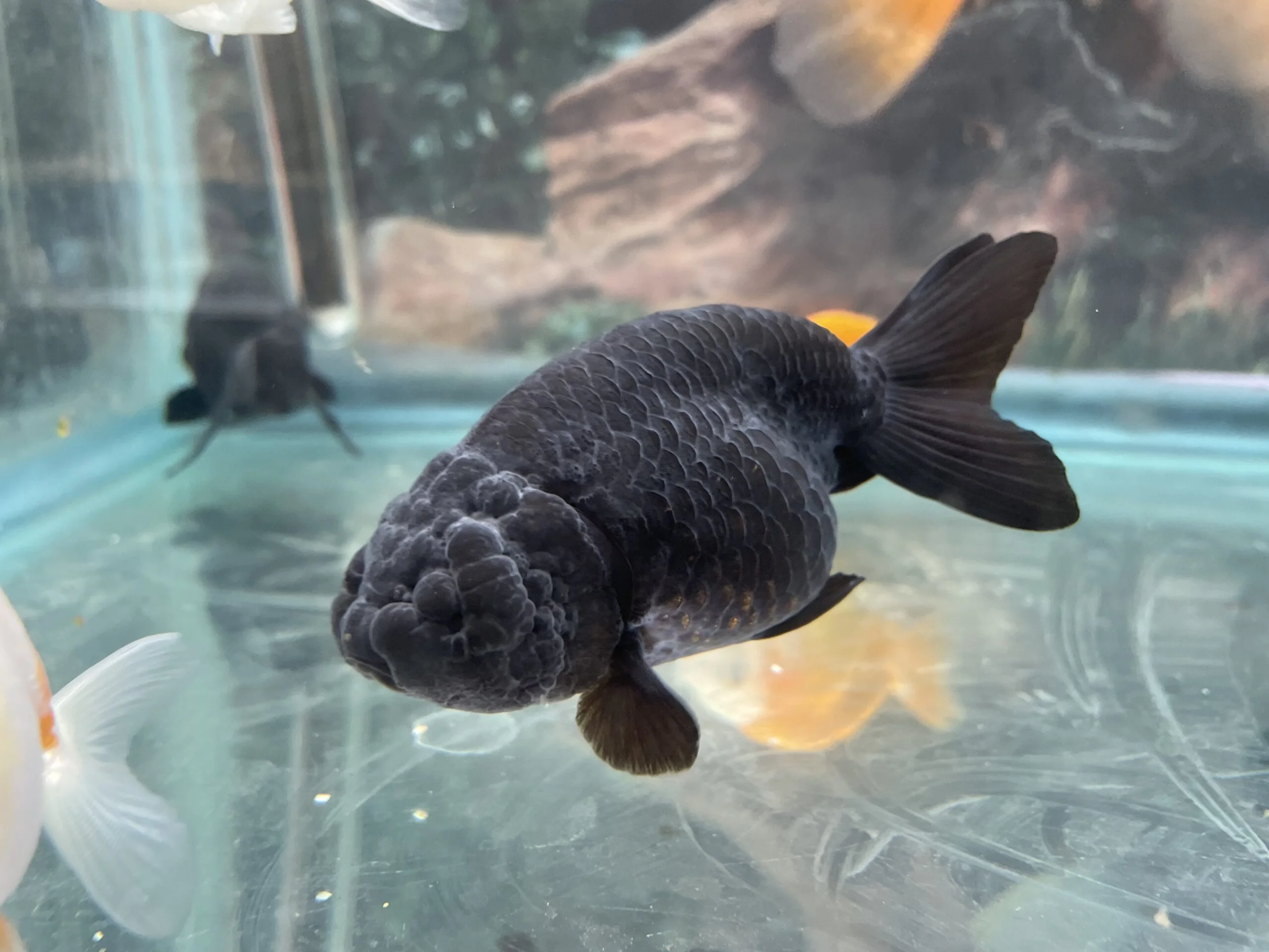 https://aquariumia.com/black-lionhead-goldfish/