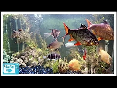 https://aquariumia.com/best-fish-for-150-gallon-tank/