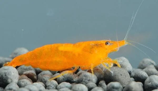 https://aquariumia.com/orange-bee-shrimp-vs-cherry-shrimp/