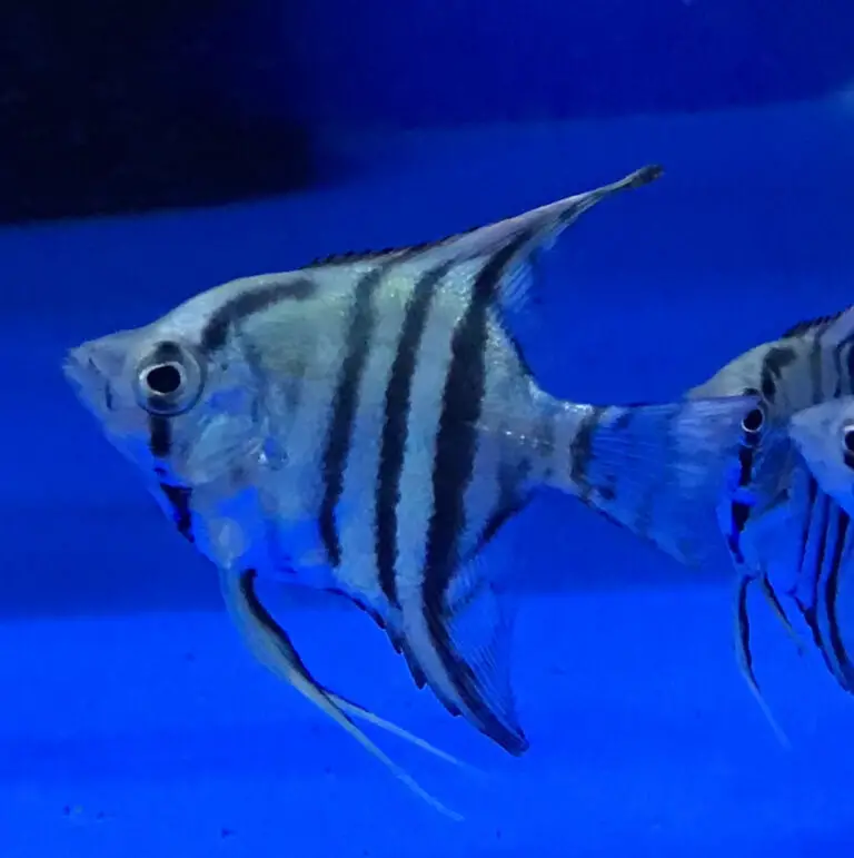 A Jewel in Your Aquarium: All About Blue Sapphire Angelfish