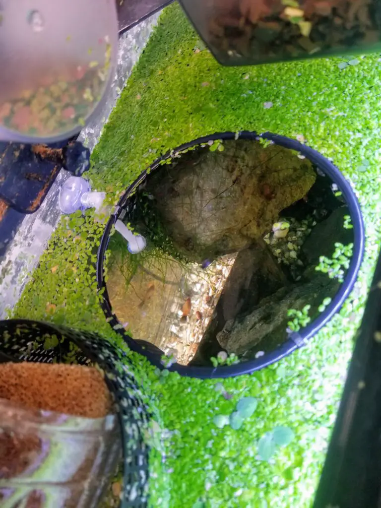 Aquarium Floating Plant Separator