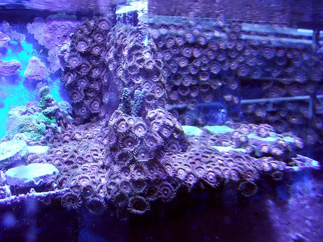https://aquariumia.com/how-fast-do-zoas-grow/