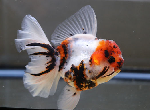 https://aquariumia.com/chuchu-goldfish/