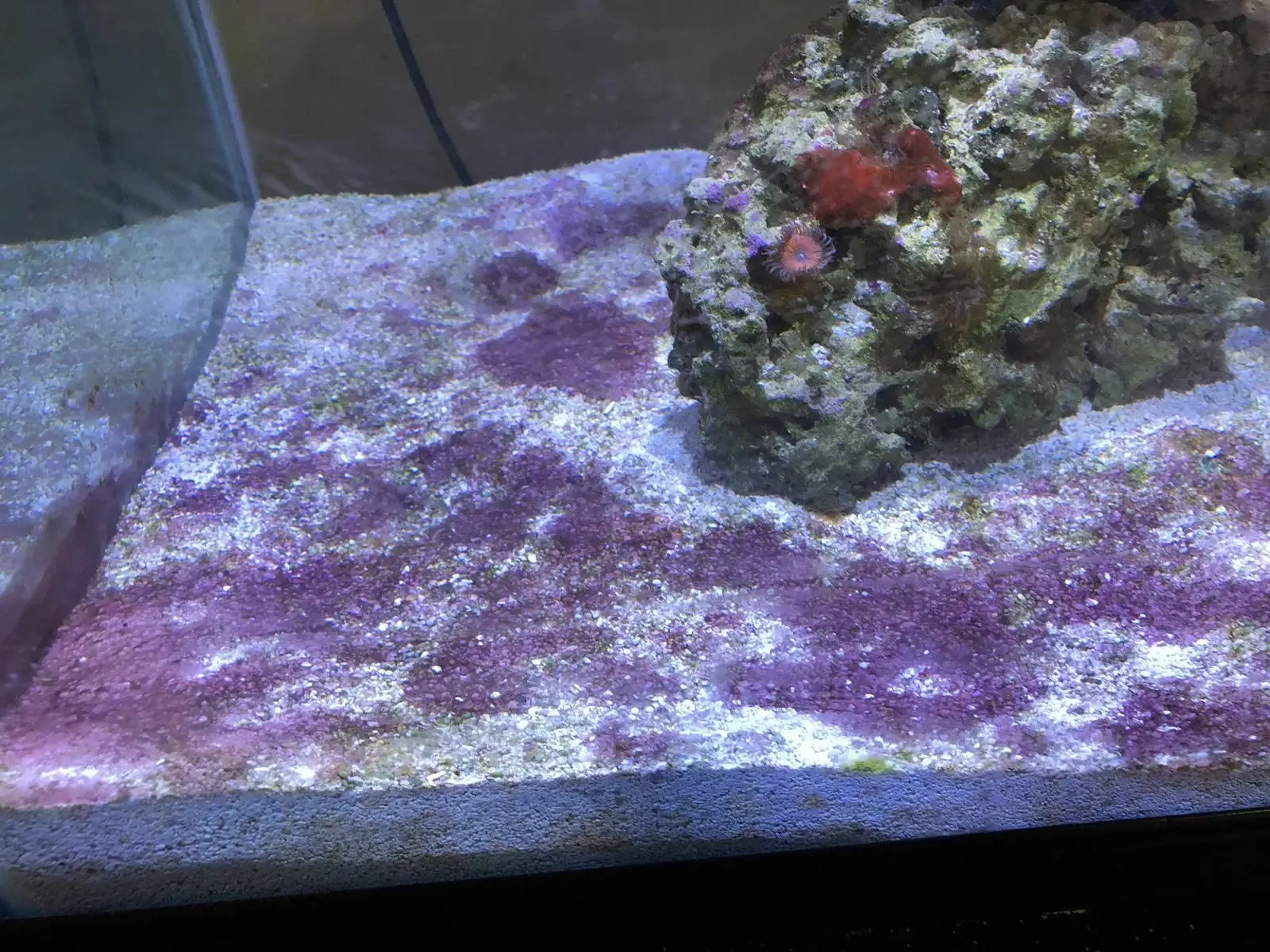 https://aquariumia.com/purple-algae-in-saltwater-tank/