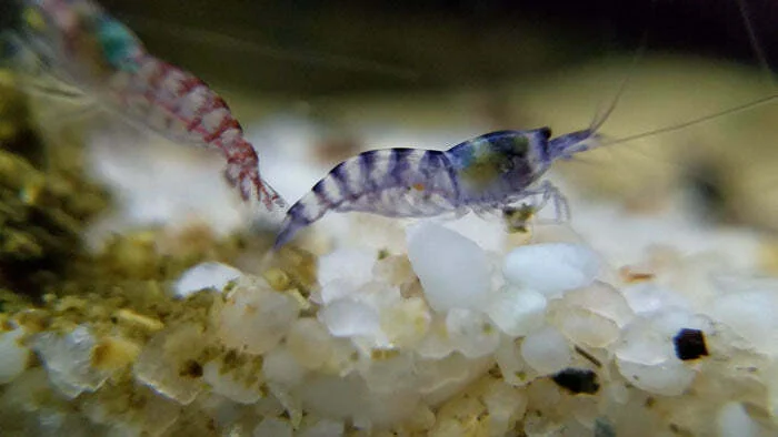 https://aquariumia.com/purple-zebra-shrimp/