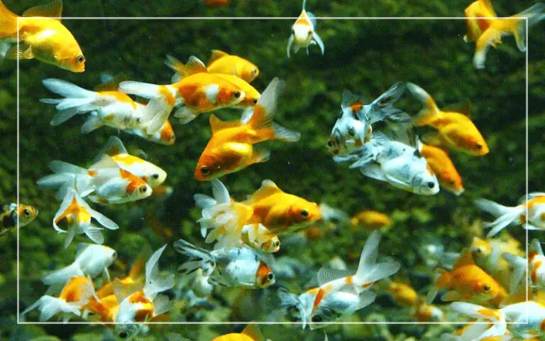 Best Freshwater Fish for Beginners Your Way To Success