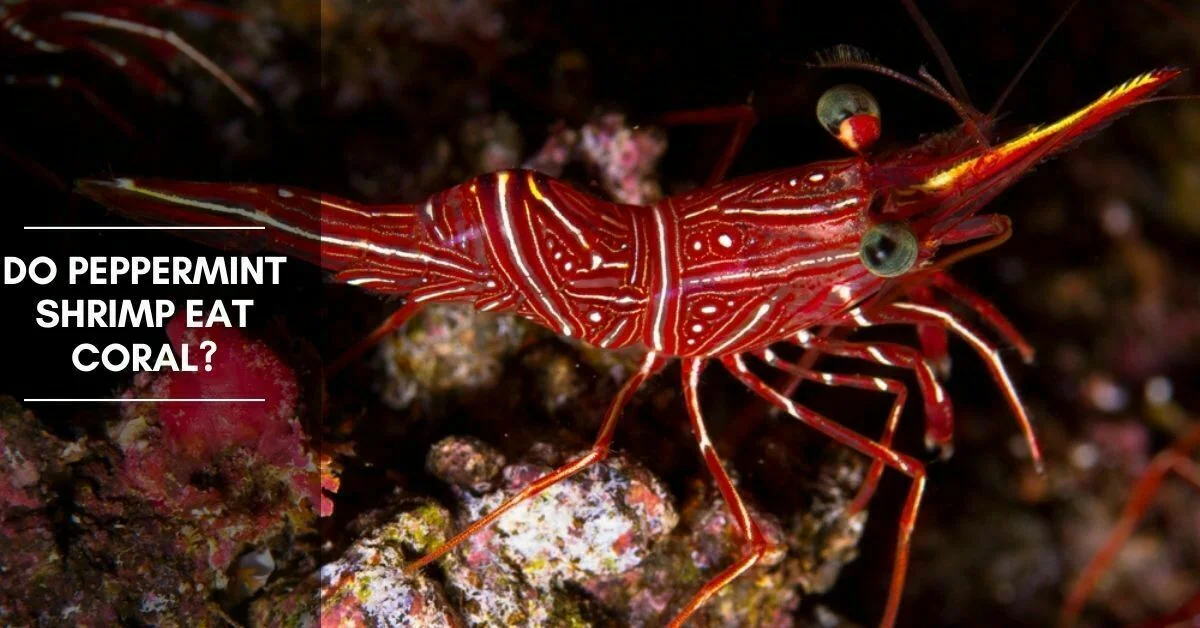 https://aquariumia.com/do-peppermint-shrimp-eat-coral/