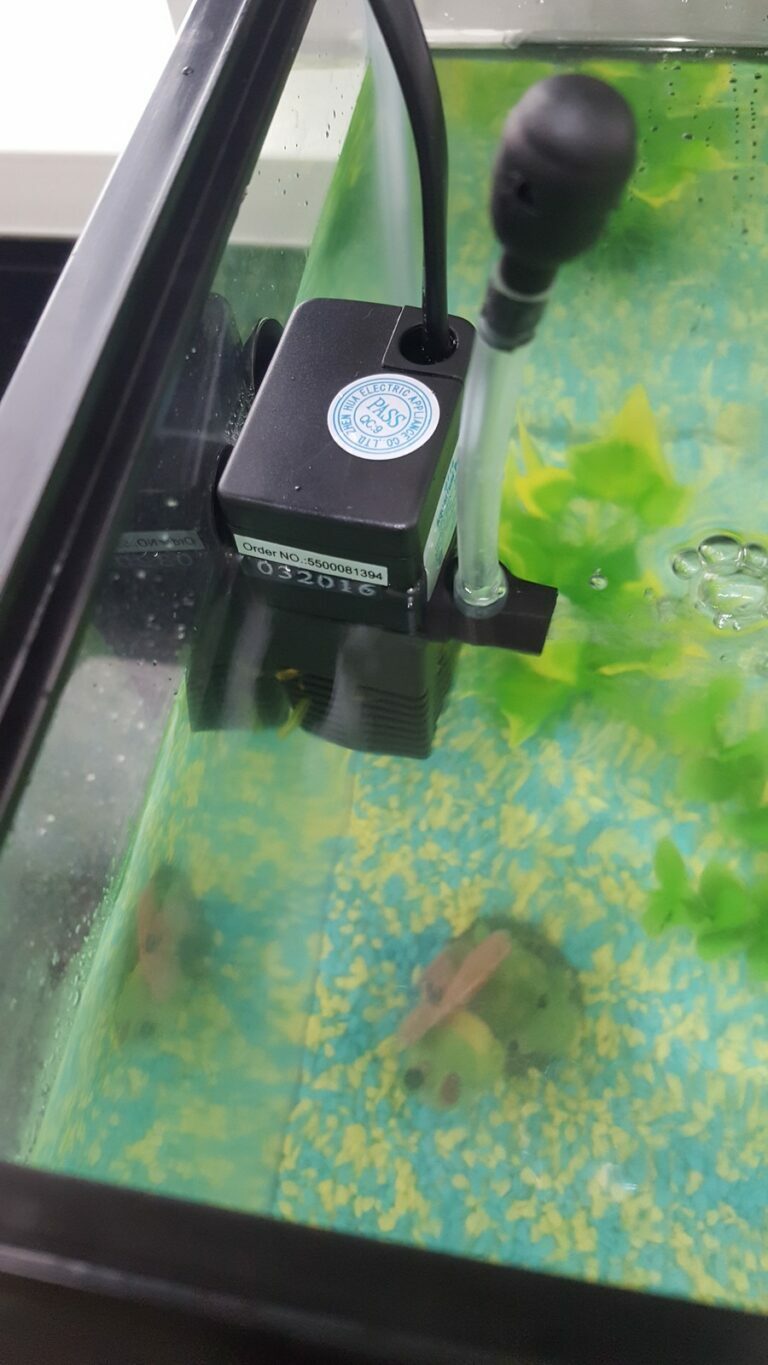 11 Importance of Submerge: Should a Fish Tank Filter Be Fully Submerged?